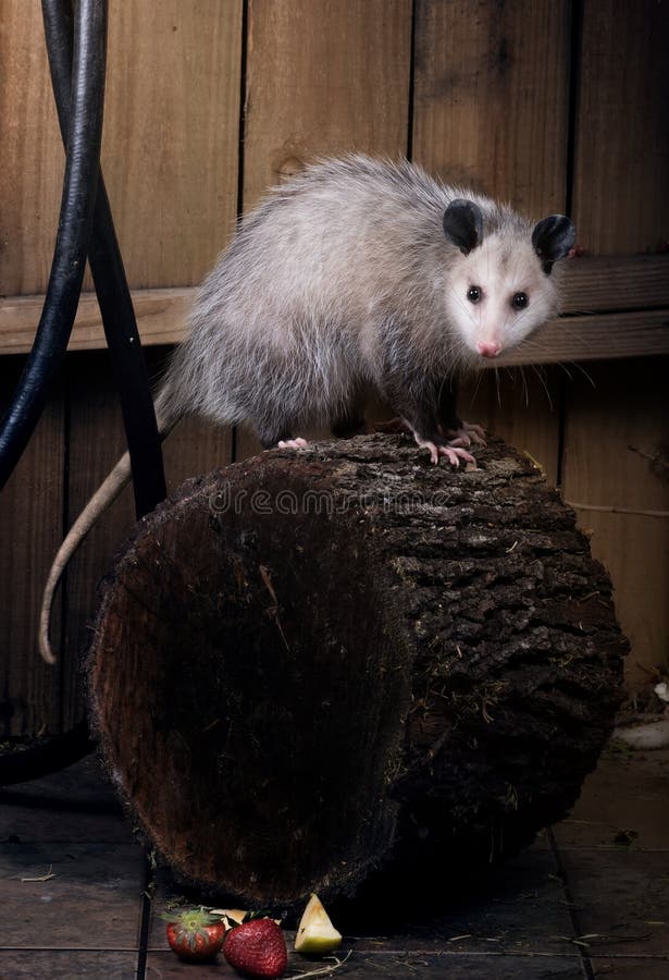 Virginiana опоссума Вирджинии Didelphis на журнале около f стоковое фото Virginiana опоссума Вирджинии Didelphis на журнале около f стоковое фото
