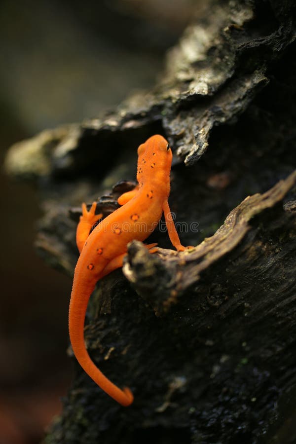 Viridescens Rojo-manchados del este juveniles de Newt Notophthalmus imagen de archivo Viridescens Rojo-manchados del este juveniles de Newt Notophthalmus imagen de archivo