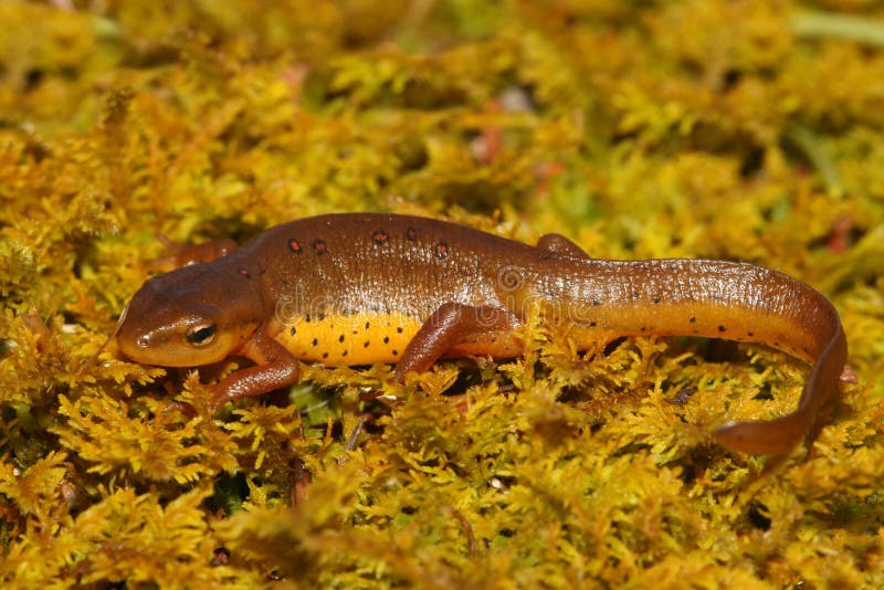 Viridescens Rosso-macchiati orientali di Newt Notophthalmus immagini stock libere da diritti Viridescens Rosso-macchiati orientali di Newt Notophthalmus immagini stock libere da diritti