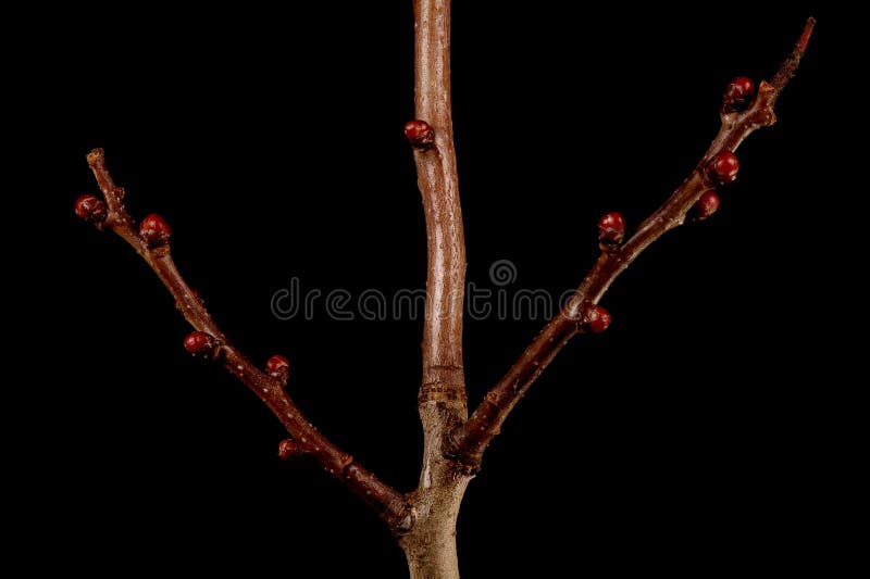 Fan-Leaved Hawthorn (Crataegus flabellata). Brachyblasts Closeup royalty free stock photos