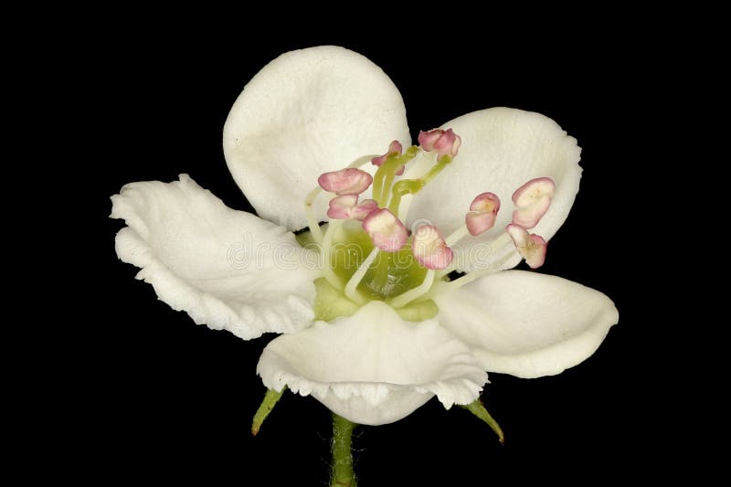 Virtual herbarium of Belarus flora: focus-stacked closeups of wild and cultivated plants, including images of flowers, leaves, and fruits intended as illustrations for botanical manuals. Virtual herbarium of Belarus flora: focus-stacked closeups of wild and cultivated plants, including images of flowers, leaves, and fruits intended as illustrations for botanical manuals