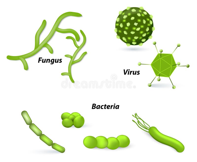 biological functions of