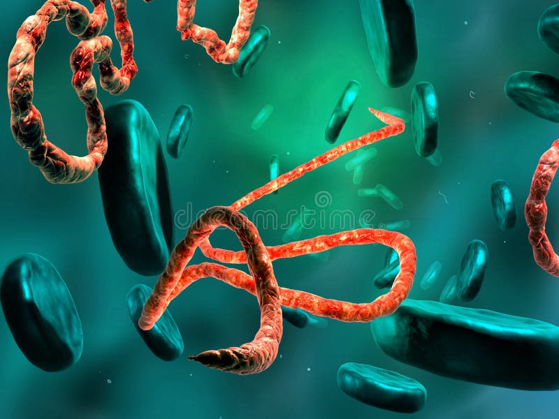 Virus di Ebola, vista microscopica illustrazione vettoriale Virus di Ebola, vista microscopica illustrazione vettoriale
