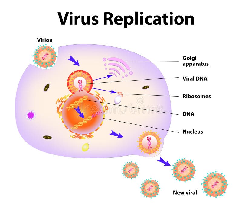 Schéma replikace viru cyklu.