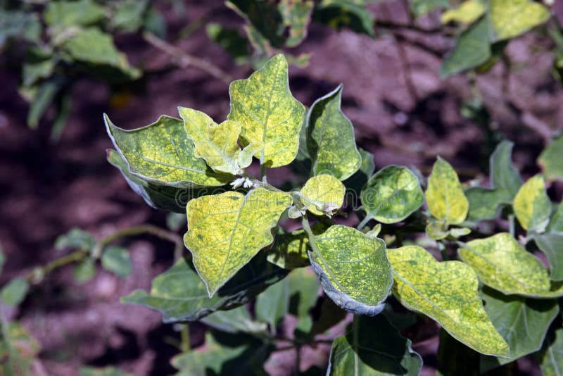 230 Eggplant Disease Stock Photos Free & RoyaltyFree Stock Photos