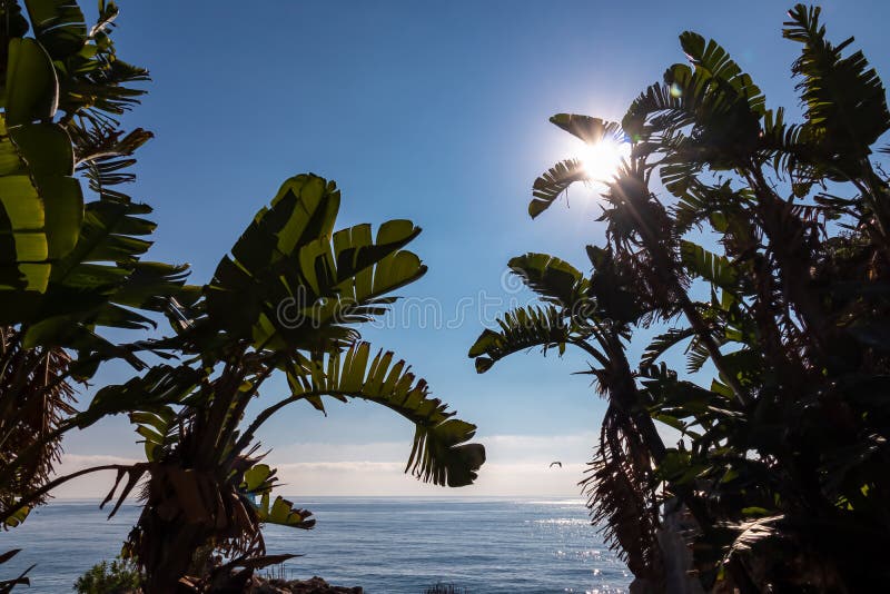 Planta De Dragão De Pequena Dimensão Com Vista Cênica No Dia Ensolarado Da  Ilha Turística Isola Bella Em Taormina Siciliana Itália Imagem de Stock -  Imagem de litoral, console: 251060157