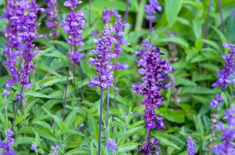 Vis man för Salvia officinalisträdgård som blommar i trädgården royaltyfri foto Vis man för Salvia officinalisträdgård som blommar i trädgården royaltyfri foto