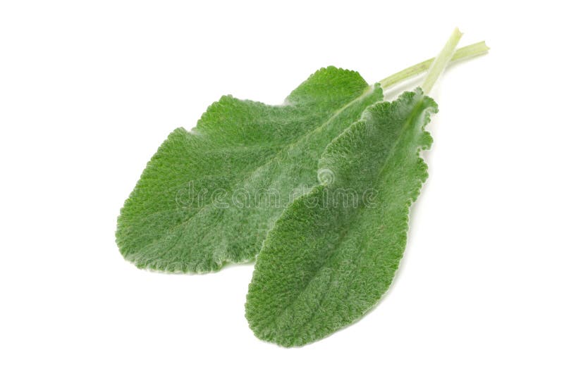 Vis mansidor som isoleras p? vit bakgrund green leaves royaltyfri fotografi Vis mansidor som isoleras p? vit bakgrund green leaves royaltyfri fotografi