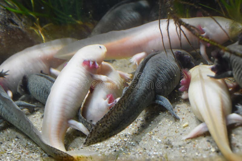 Vis in water in een aquarium stock fotografie