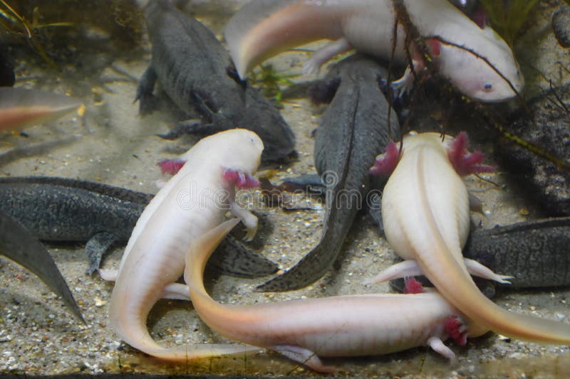 Vis in water in een aquarium stock foto