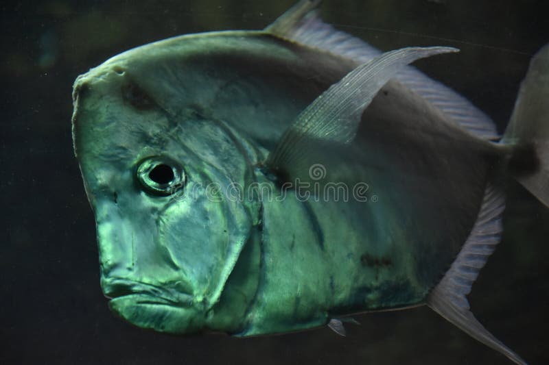 Vis in water in een aquarium royalty-vrije stock foto