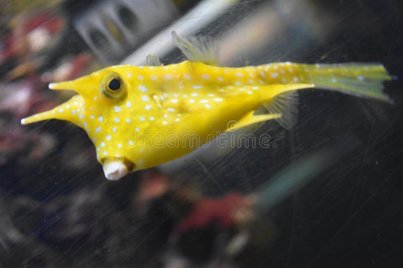 Vis in water in een aquarium stock foto