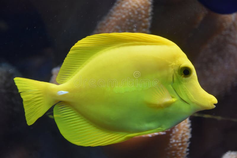 Vis in water in een aquarium stock afbeeldingen