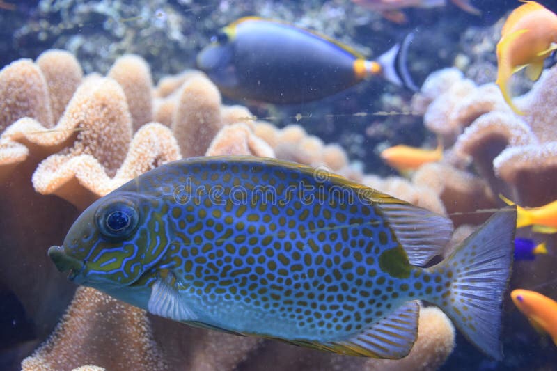 Vis in water in een aquarium stock fotografie