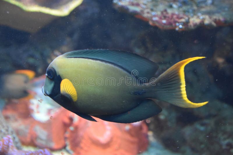 Vis in water in een aquarium stock foto's