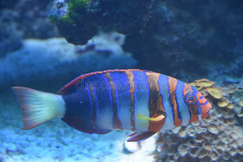 Vis in water in een aquarium stock afbeeldingen