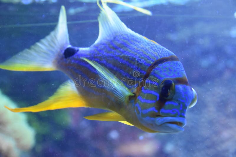 Vis in water in een aquarium royalty-vrije stock afbeeldingen