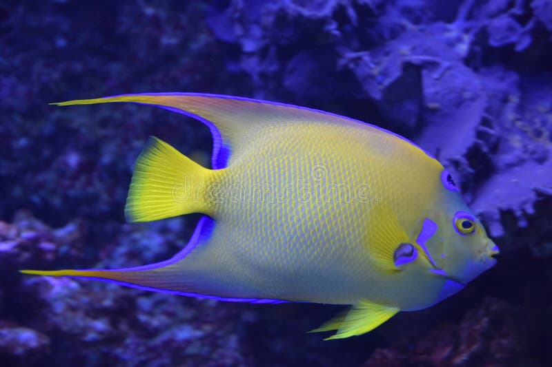 Vis in water in een aquarium royalty-vrije stock afbeeldingen