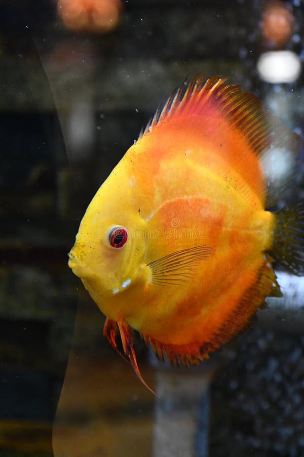 Vis in water in een aquarium royalty-vrije stock fotografie
