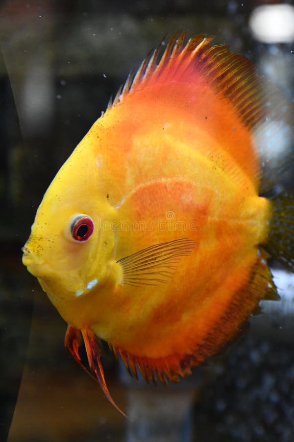 Vis in water in een aquarium royalty-vrije stock foto's