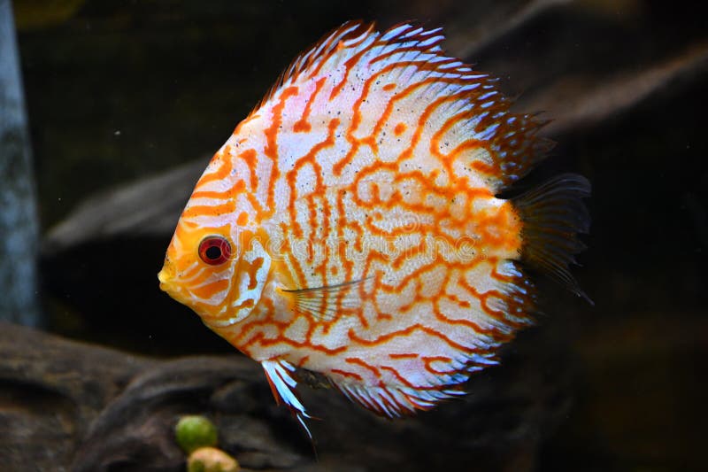 Vis in water in een aquarium stock afbeeldingen