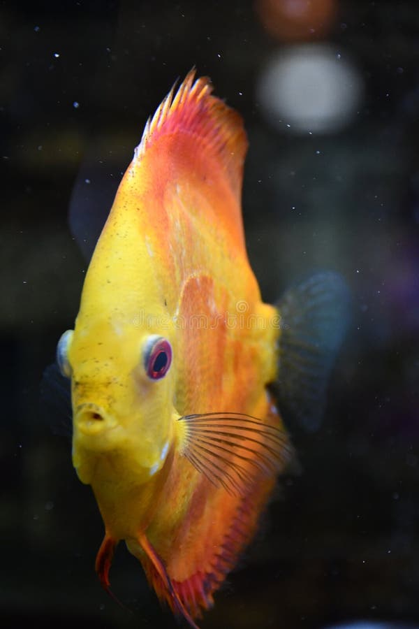 Vis in water in een aquarium stock fotografie