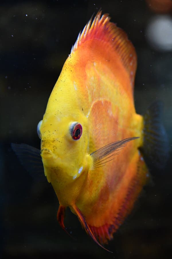 Vis in water in een aquarium stock fotografie