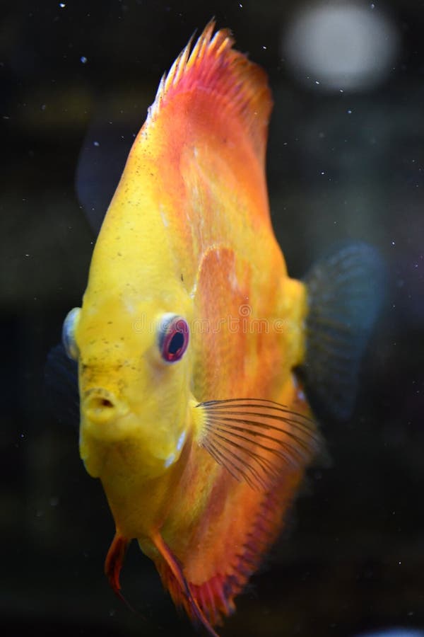 Vis in water in een aquarium royalty-vrije stock fotografie