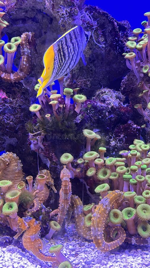 Vis in water in een aquarium stock foto