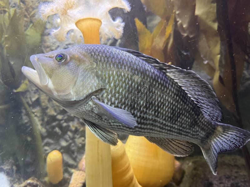 Vis in water in een aquarium royalty-vrije stock foto