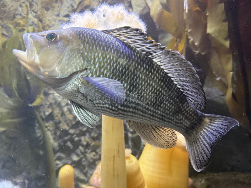Vis in water in een aquarium royalty-vrije stock afbeeldingen