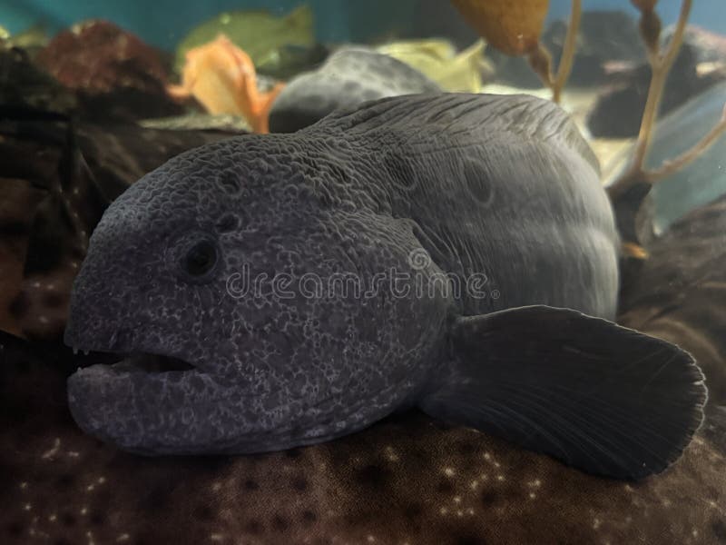 Vis in water in een aquarium royalty-vrije stock foto's