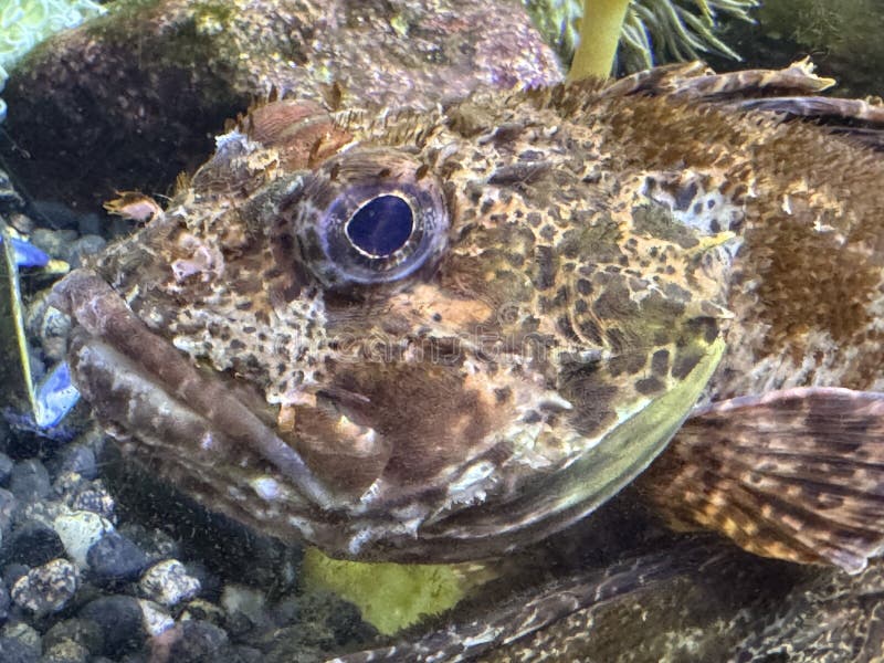 Vis in water in een aquarium royalty-vrije stock foto