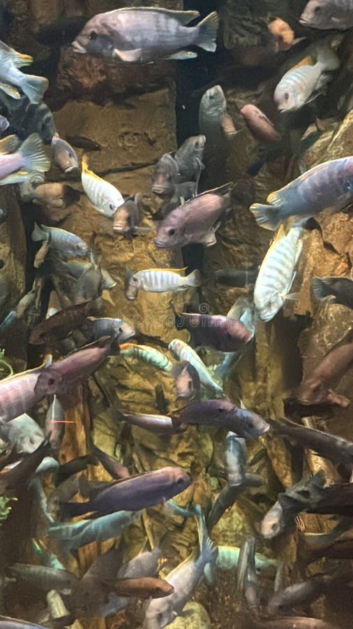 Vis in water in een aquarium royalty-vrije stock foto's