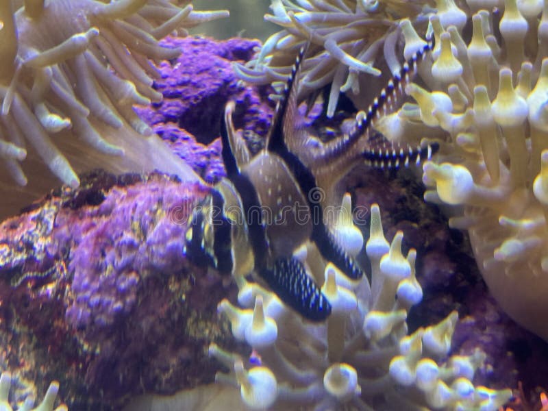 Vis in water in een aquarium stock afbeelding