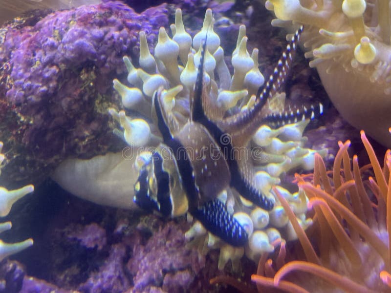 Vis in water in een aquarium royalty-vrije stock afbeelding