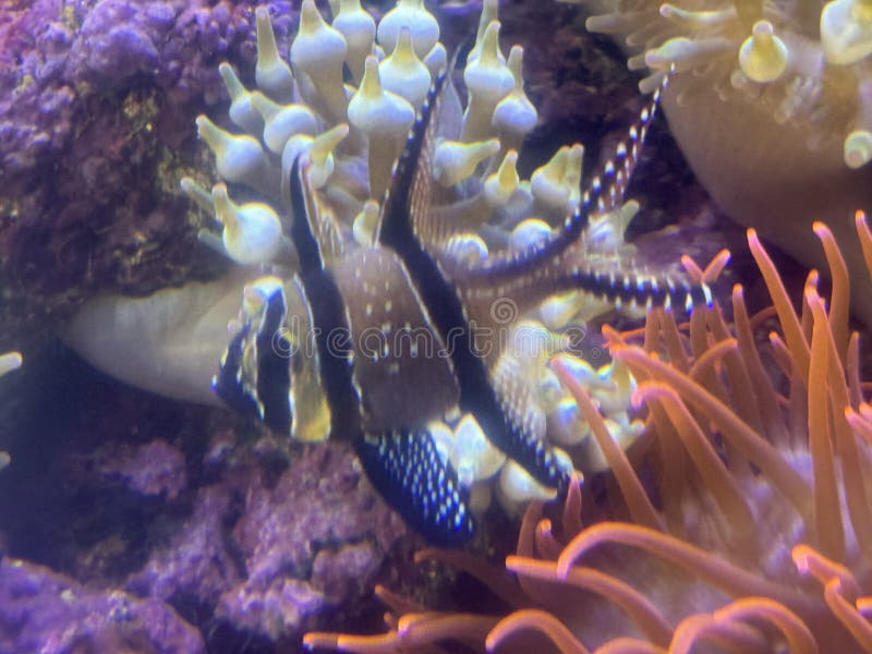 Vis in water in een aquarium royalty-vrije stock afbeeldingen