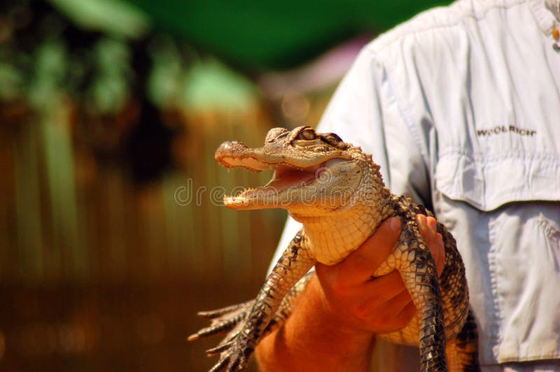 Visa en alligator för spädbarn på en vetenskaplig show royaltyfri fotografi