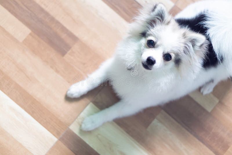 Visage de plan rapproché de caméra de regard pomeranian de chiot, chien sain photos libres de droits Visage de plan rapproché de caméra de regard pomeranian de chiot, chien sain photos libres de droits