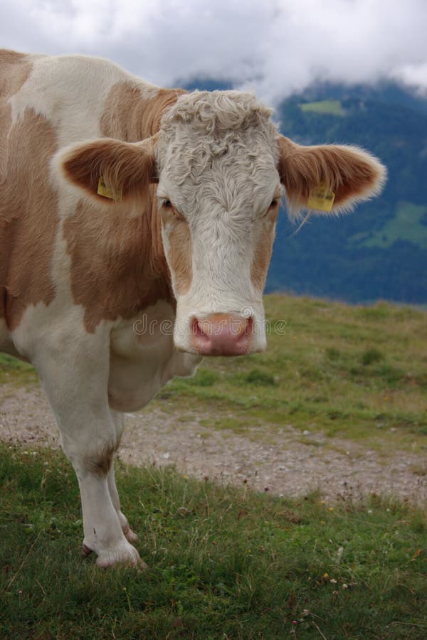 photographie stock libre de droits visage de vache image