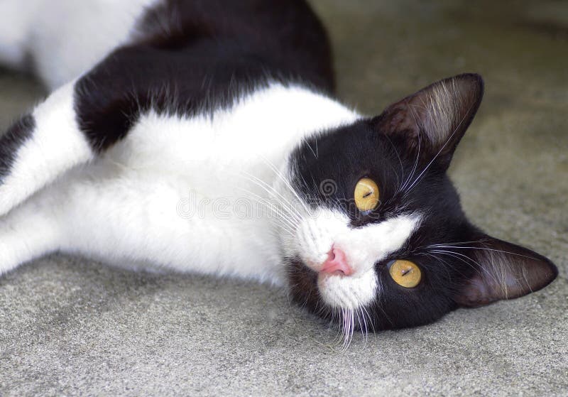 Visage of Doting Cat royalty free stock photos