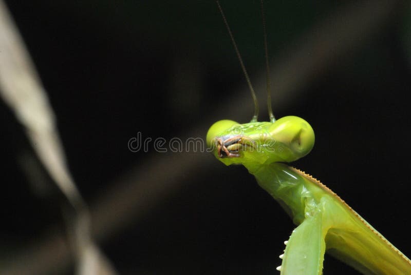 Visage haut étroit de mante de prière verte photos stock Visage haut étroit de mante de prière verte photos stock