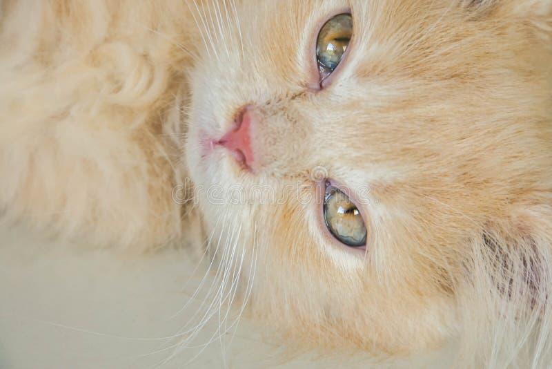 Visage somnolent du chat persan en pastel mignon se trouvant sur le plancher de maison photos libres de droits Visage somnolent du chat persan en pastel mignon se trouvant sur le plancher de maison photos libres de droits