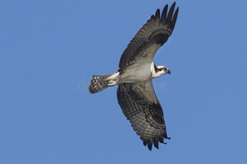 Visarend tijdens de vlucht tegen blauwe hemel stock afbeelding Visarend tijdens de vlucht tegen blauwe hemel stock afbeelding