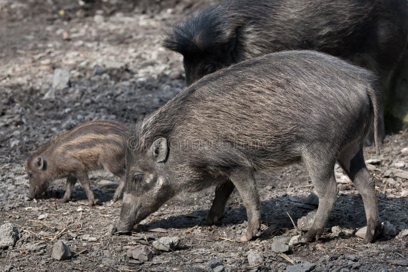 Visayan Warty Pig (Sus Cebifrons). Stock Image Image of negros