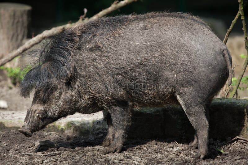 Visayan Warty Pig (Sus Cebifrons). Stock Image - Image of suinae