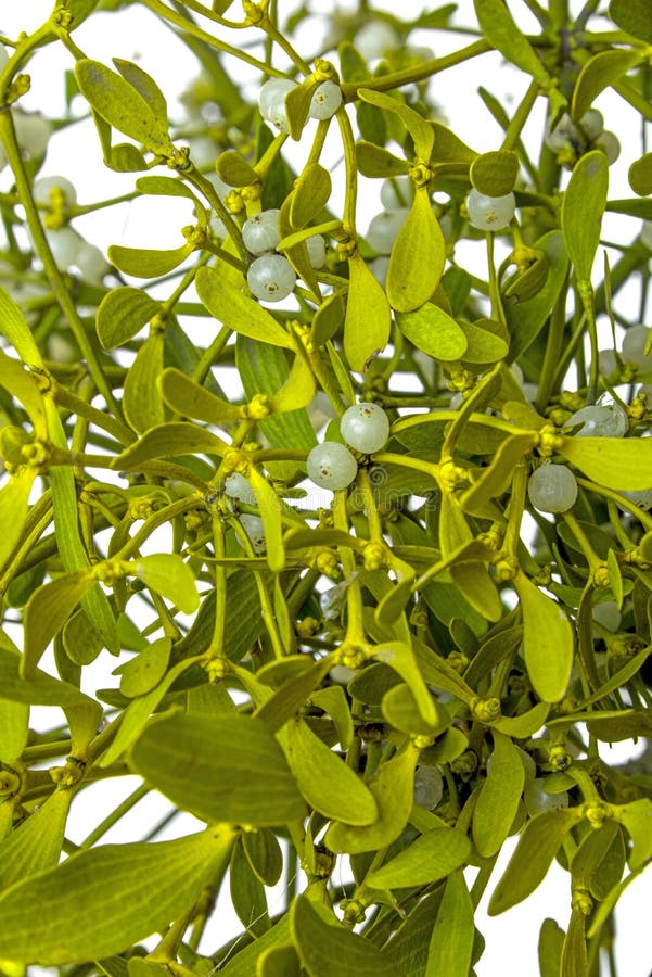Pianta del vischio fotografia stock. Immagine di fresco - 64133478