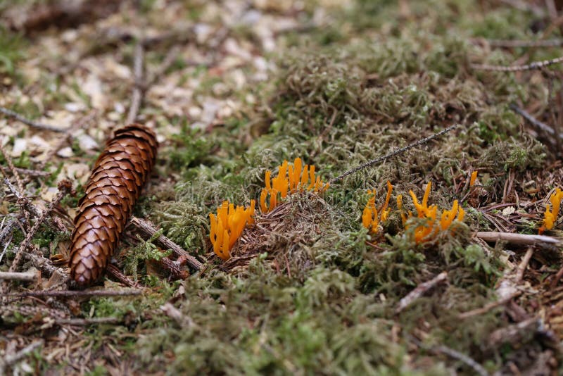 Viscosa de Calocera, conocido com? nmente como el stagshorn amarillo