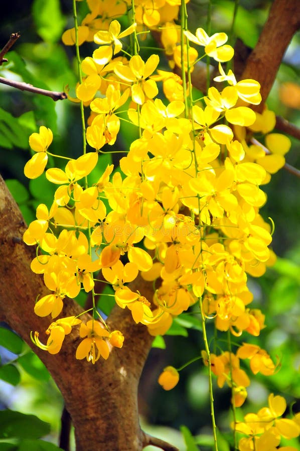 Vishu Konna / Cassia Fistula Stock Image - Image of nature, november: 37572187 Vishu Konna / Cassia Fistula Stock Image - Image of nature, november: 37572187