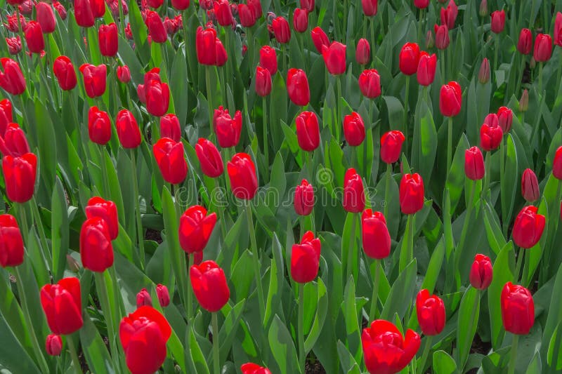 Vision étroite des tulipes rouges cramoisies plantées en masse photographie stock libre de droits